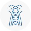 Birtley Wasp Nest Removal